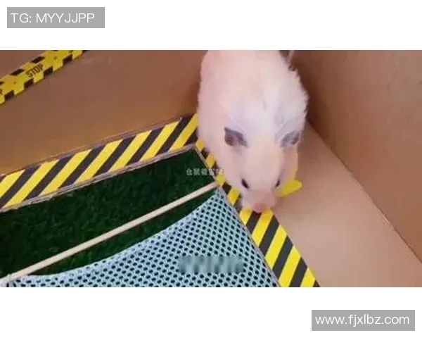 足球明星踢老鼠事件背后的真相与影响分析